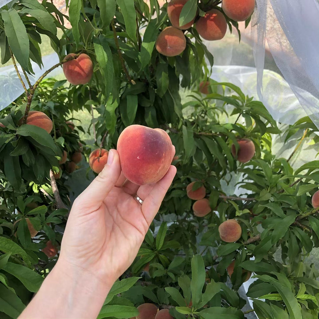 Peach Tree (Dwarf Bonanza Variety)