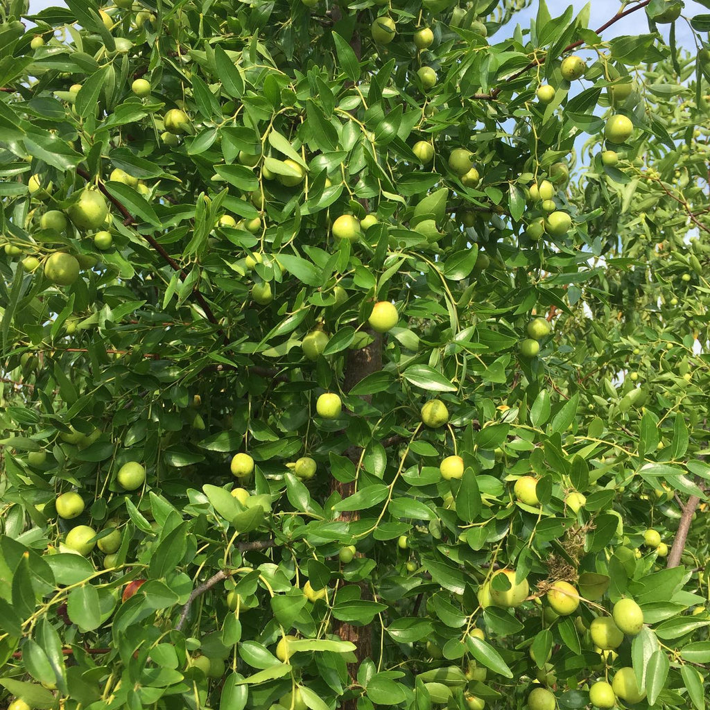 Jujube Tree
