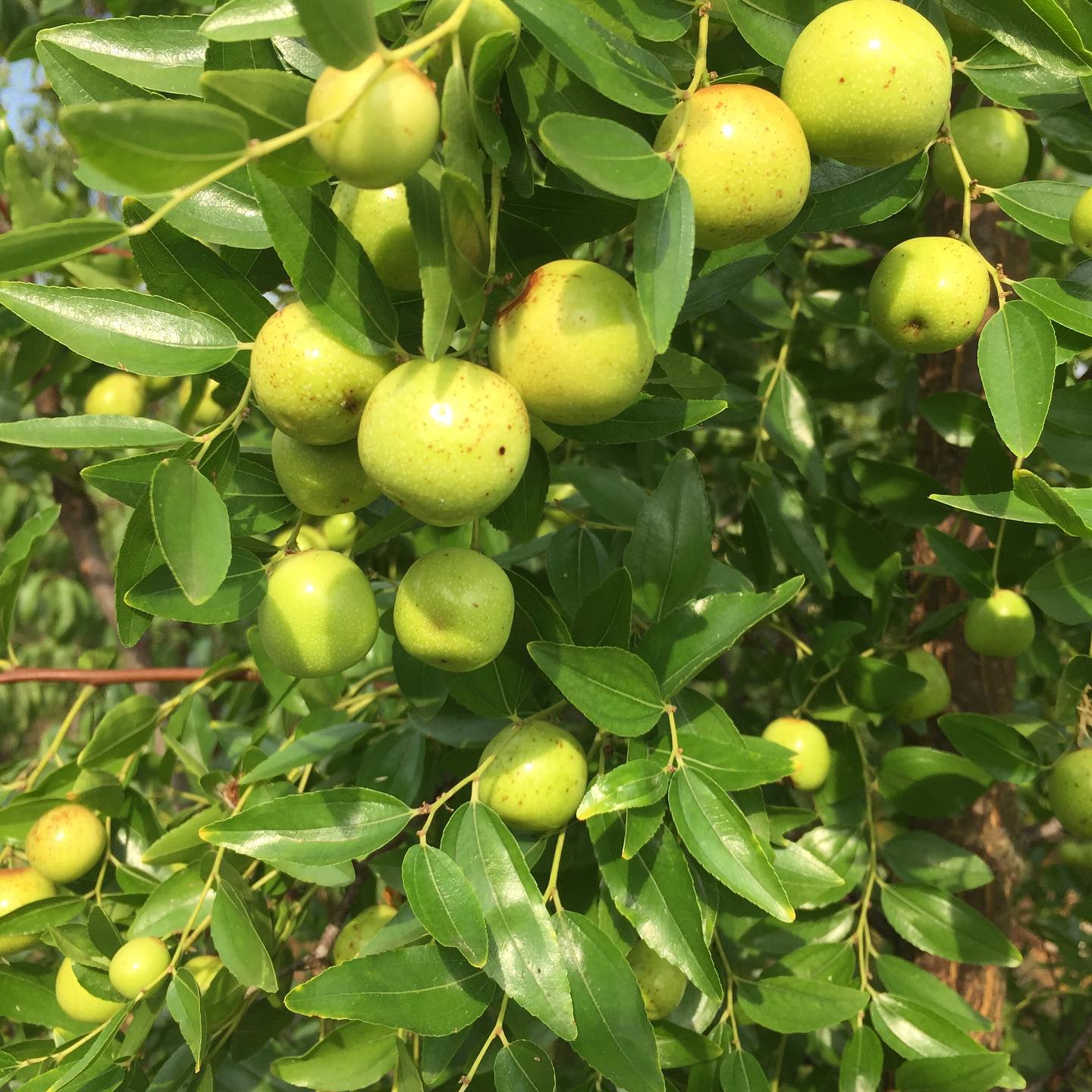 Jujube Tree