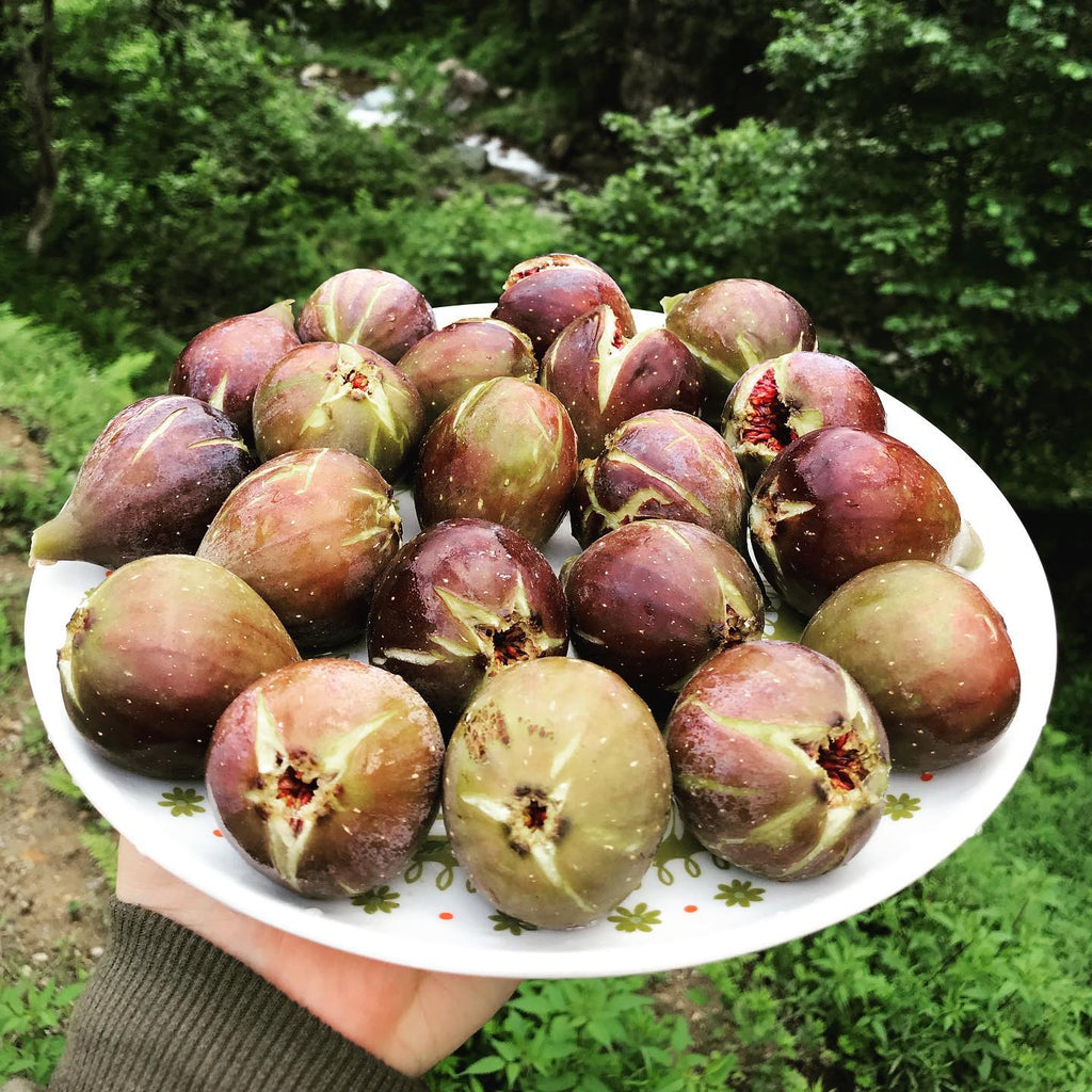 Turkey Fig Tree