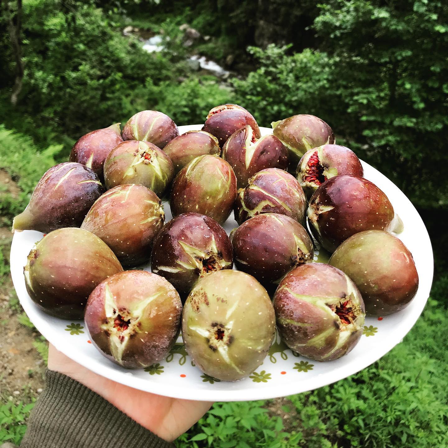 Turkey Fig Tree
