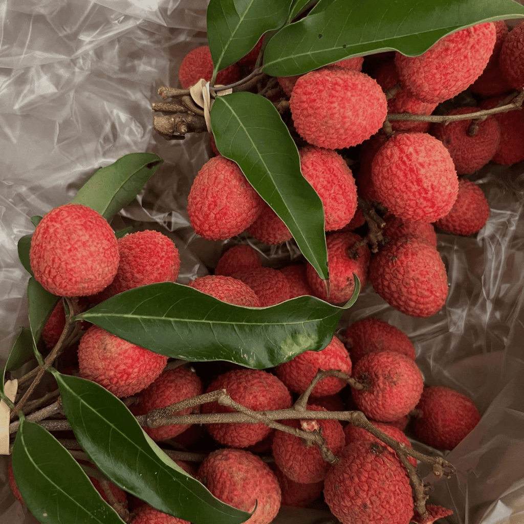 Lychee Tree