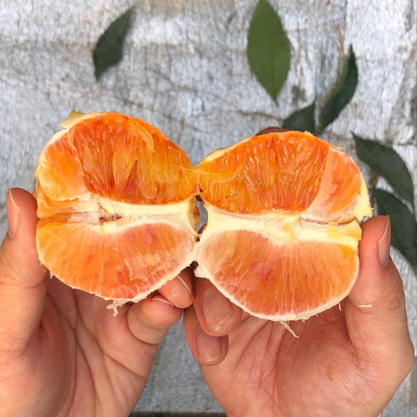 Sanguinello Orange Plant in Pakistan