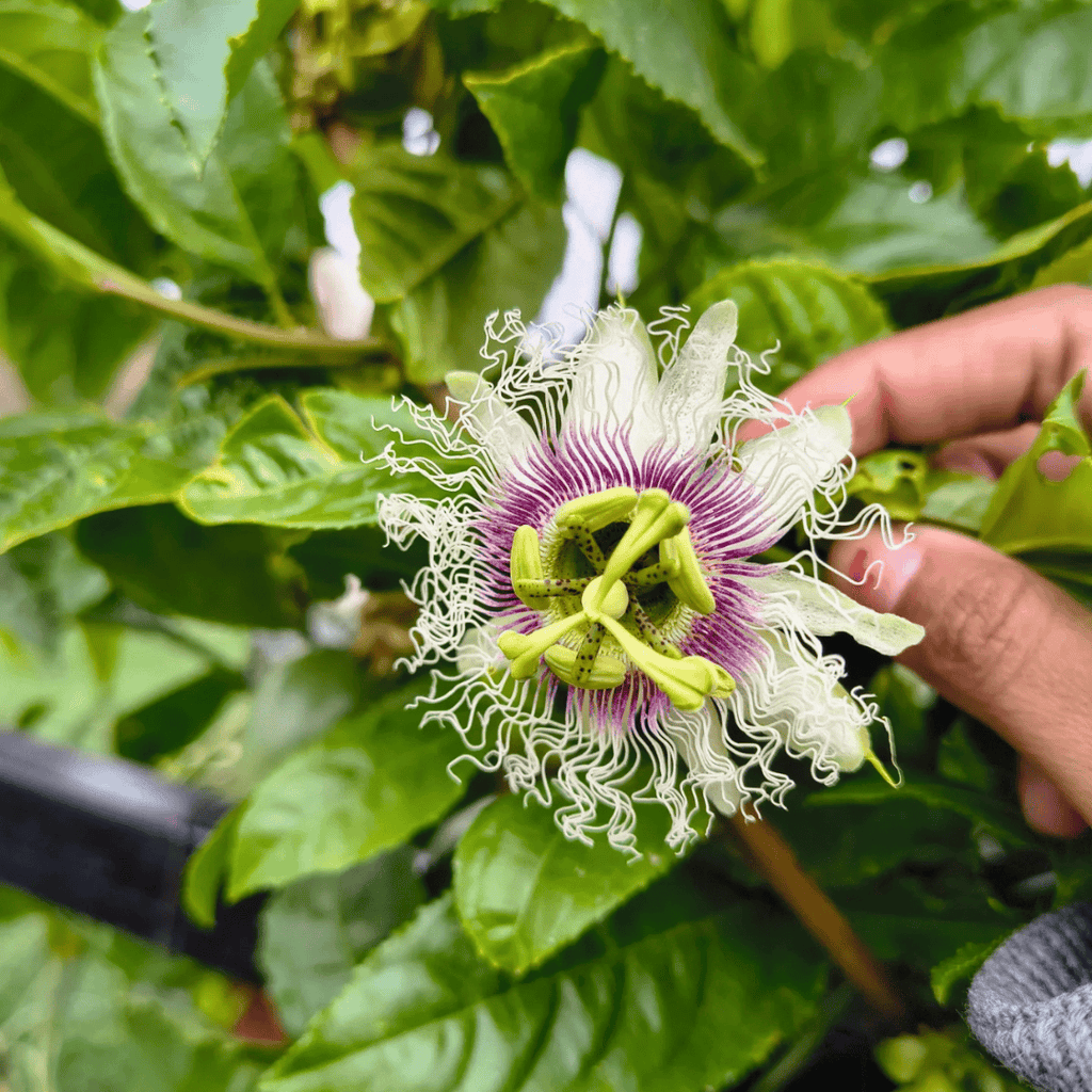Passion Fruit Vine