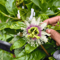 Passion Fruit Vine
