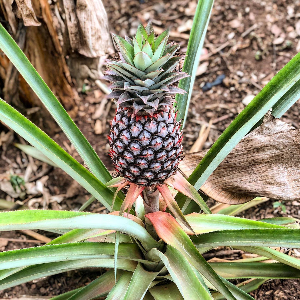 Pineapple Plant