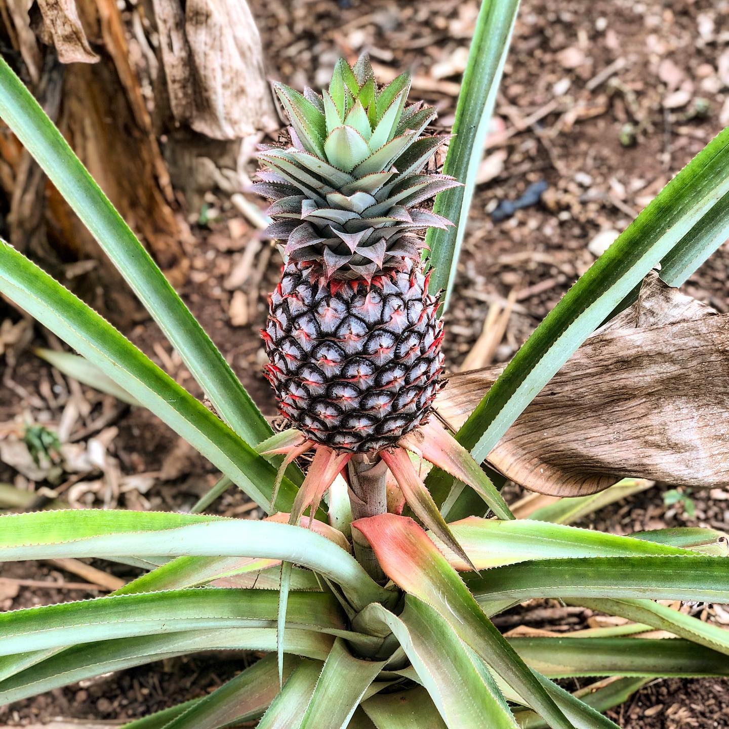 Pineapple Plant