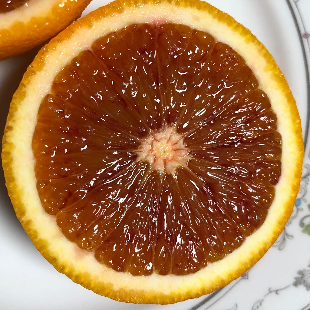 Sanguinello Orange Plant in Pakistan
