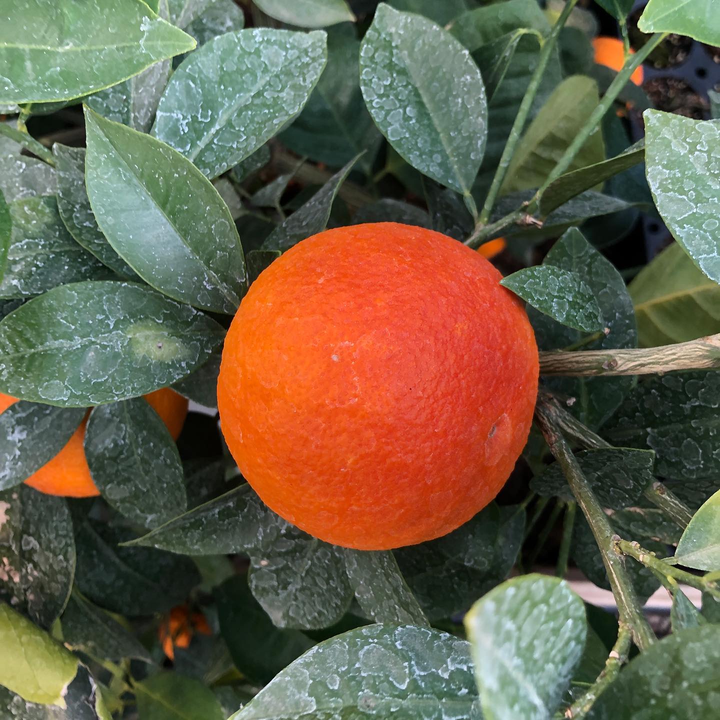 Sanguinello Orange Plant in Pakistan