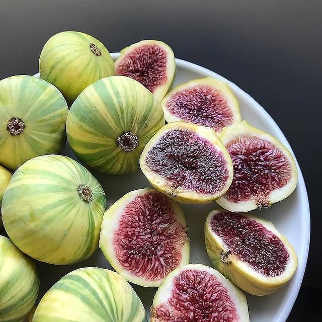 Fig Tree (Panache Tiger Stripe Variety)