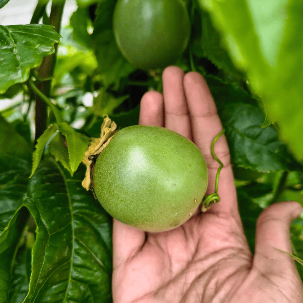 Passion Fruit Vine