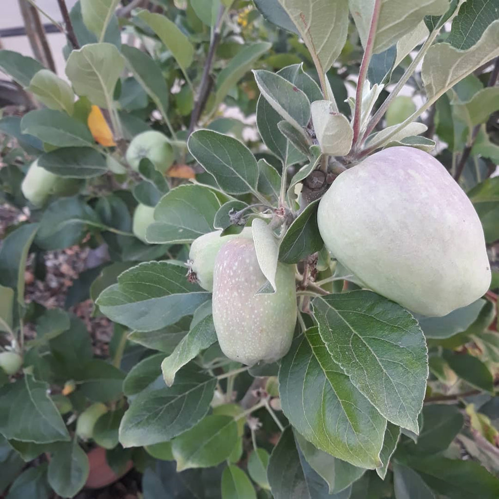 Apple Tree