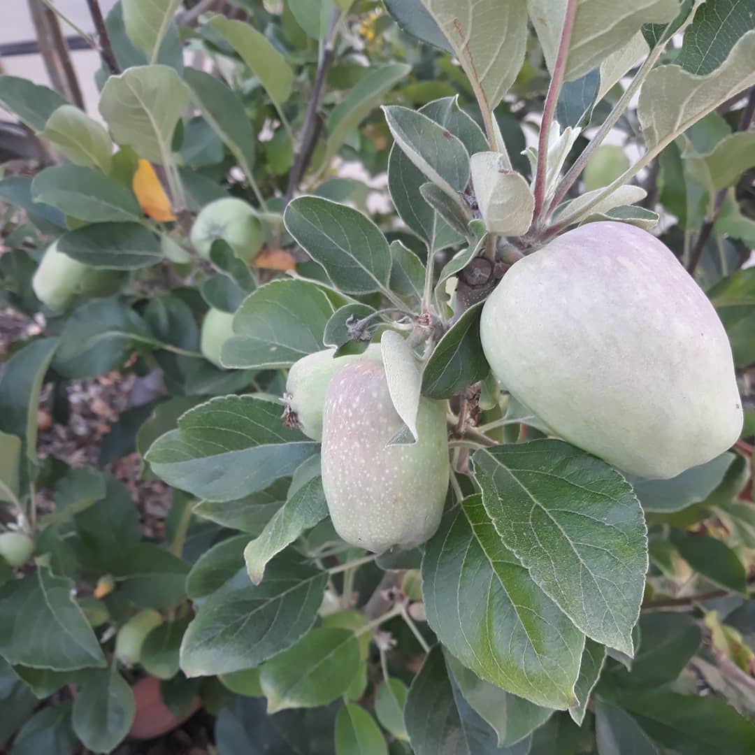 Apple Tree