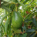 Avocado Tree (Green Variety)