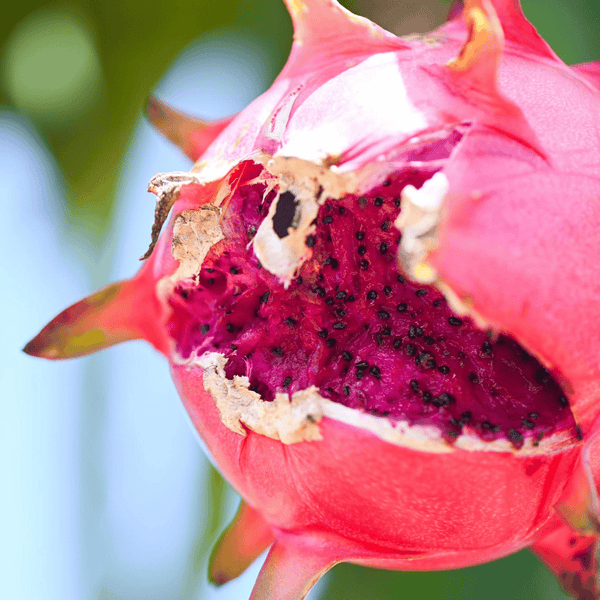 Dragon Fruit