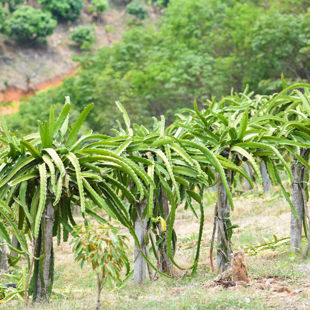Dragon Fruit Plant (Yellow Variety – Selenicereus megalanthus)