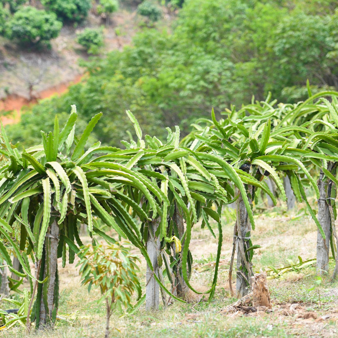 Dragon Fruit Plant (Yellow Variety – Selenicereus megalanthus)