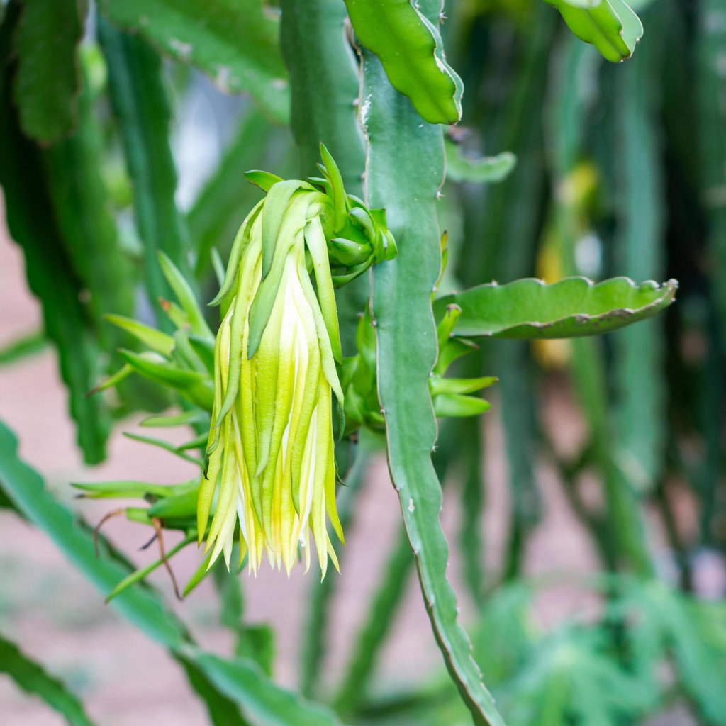 Dragon Fruit Plant (Yellow Variety – Selenicereus megalanthus)