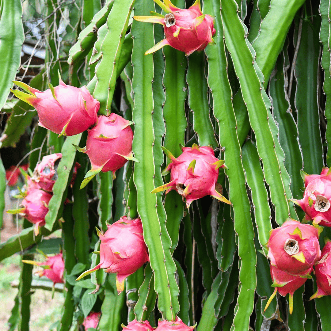 Dragon Fruit Plant (Purple Variety – Hylocereus polyrhizus)