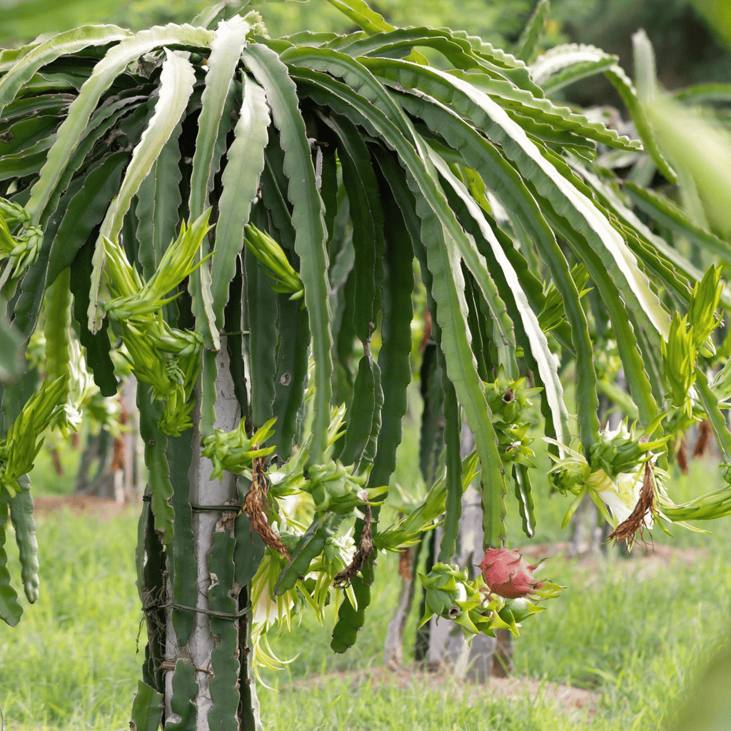 Dragon Fruit Plant (Purple Variety – Hylocereus polyrhizus)