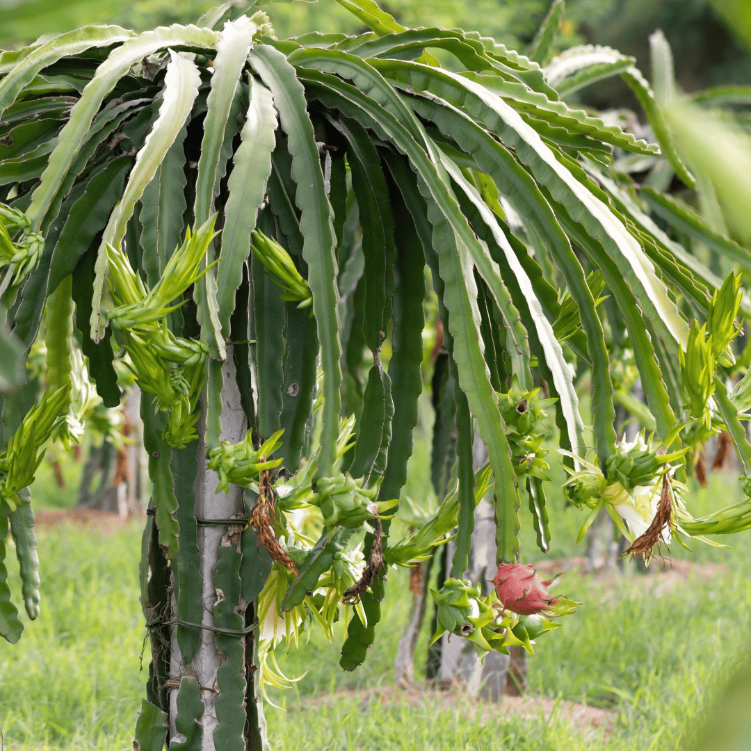 Dragon Fruit Plant (Purple Variety – Hylocereus polyrhizus)