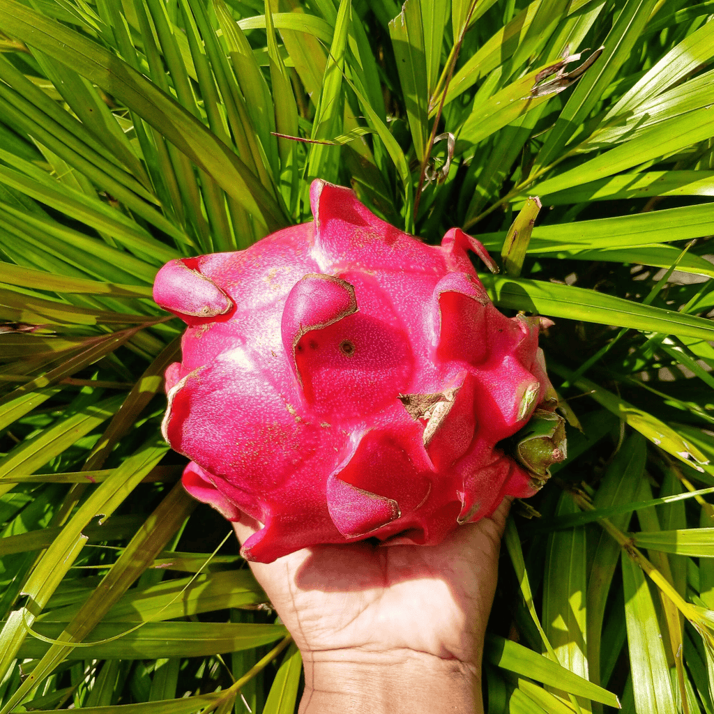 Dragon Fruit Plant (White Variety – Hylocereus undatus)