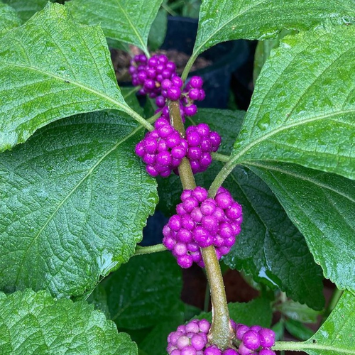 American Beautyberry Shrub -Callicarpa americana