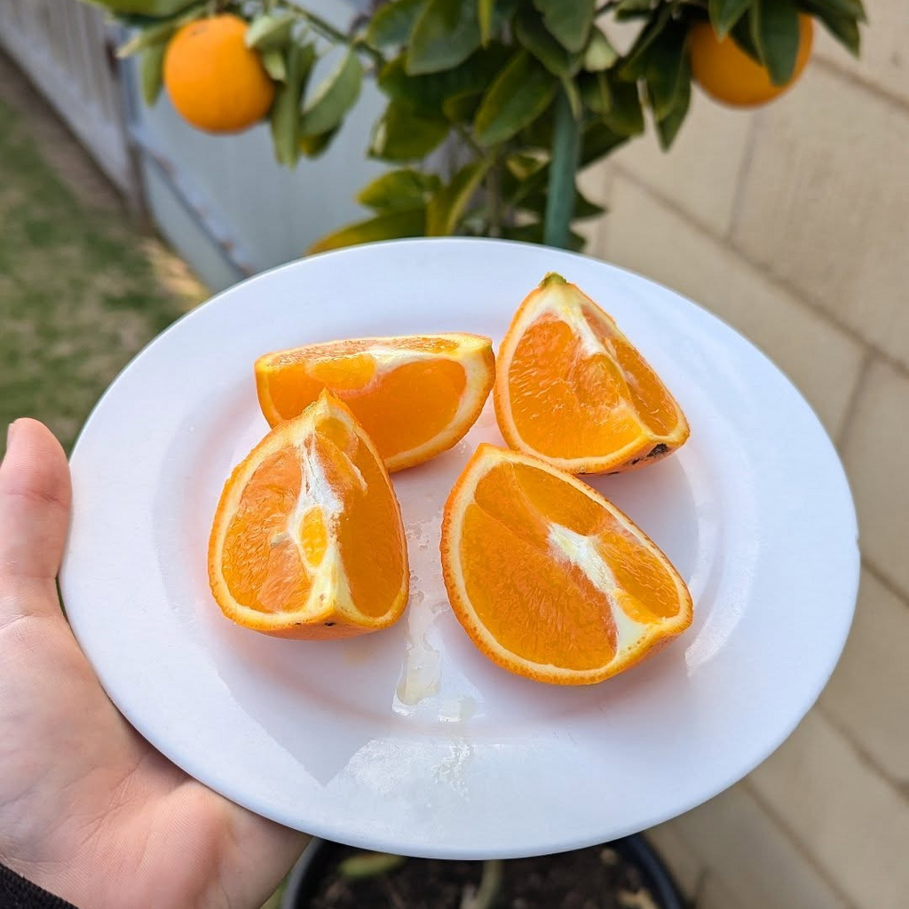 Minneola Tangelo Tree