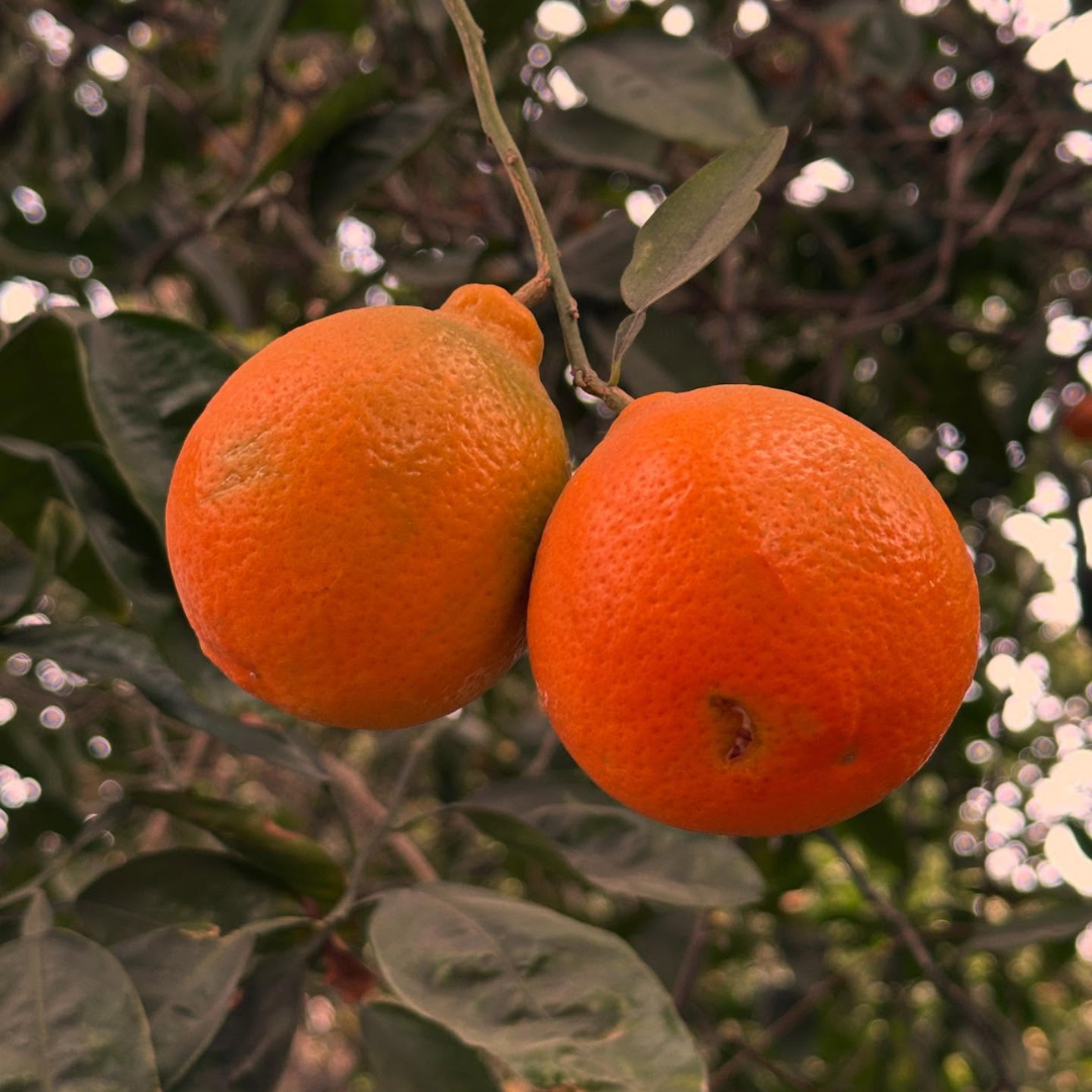 Minneola Tangelo Tree