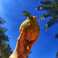 Decopon Citrus Plant (Sumo Orange)