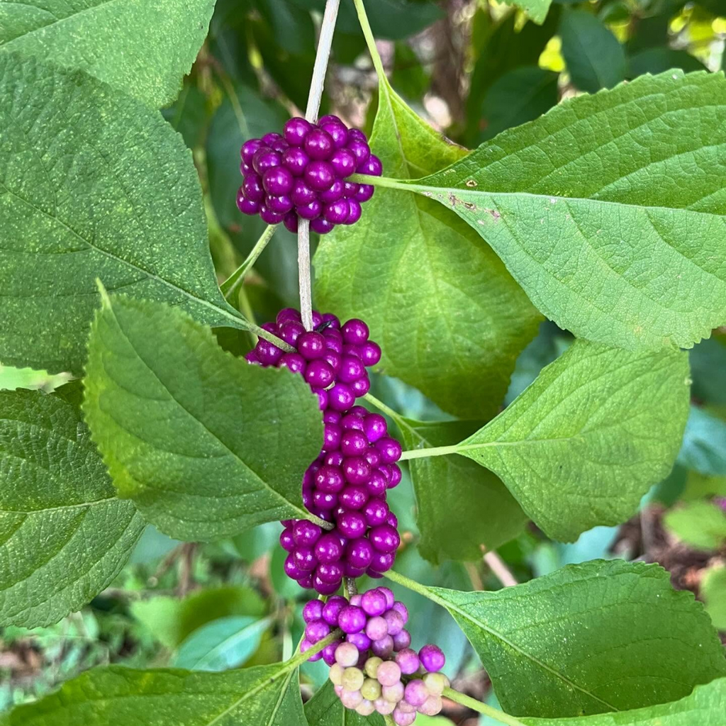 American Beautyberry Shrub -Callicarpa americana