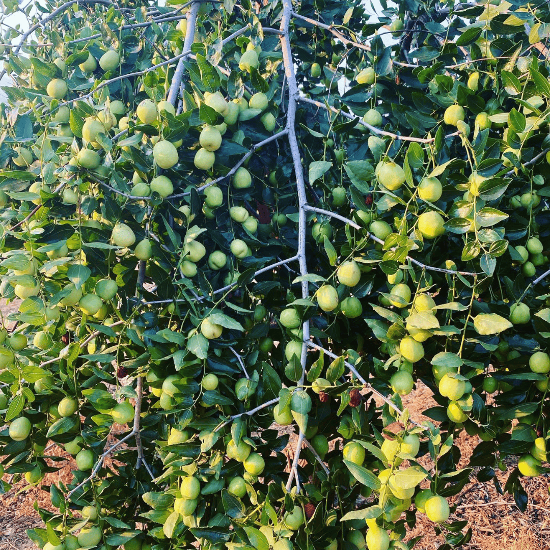 Jujube Tree