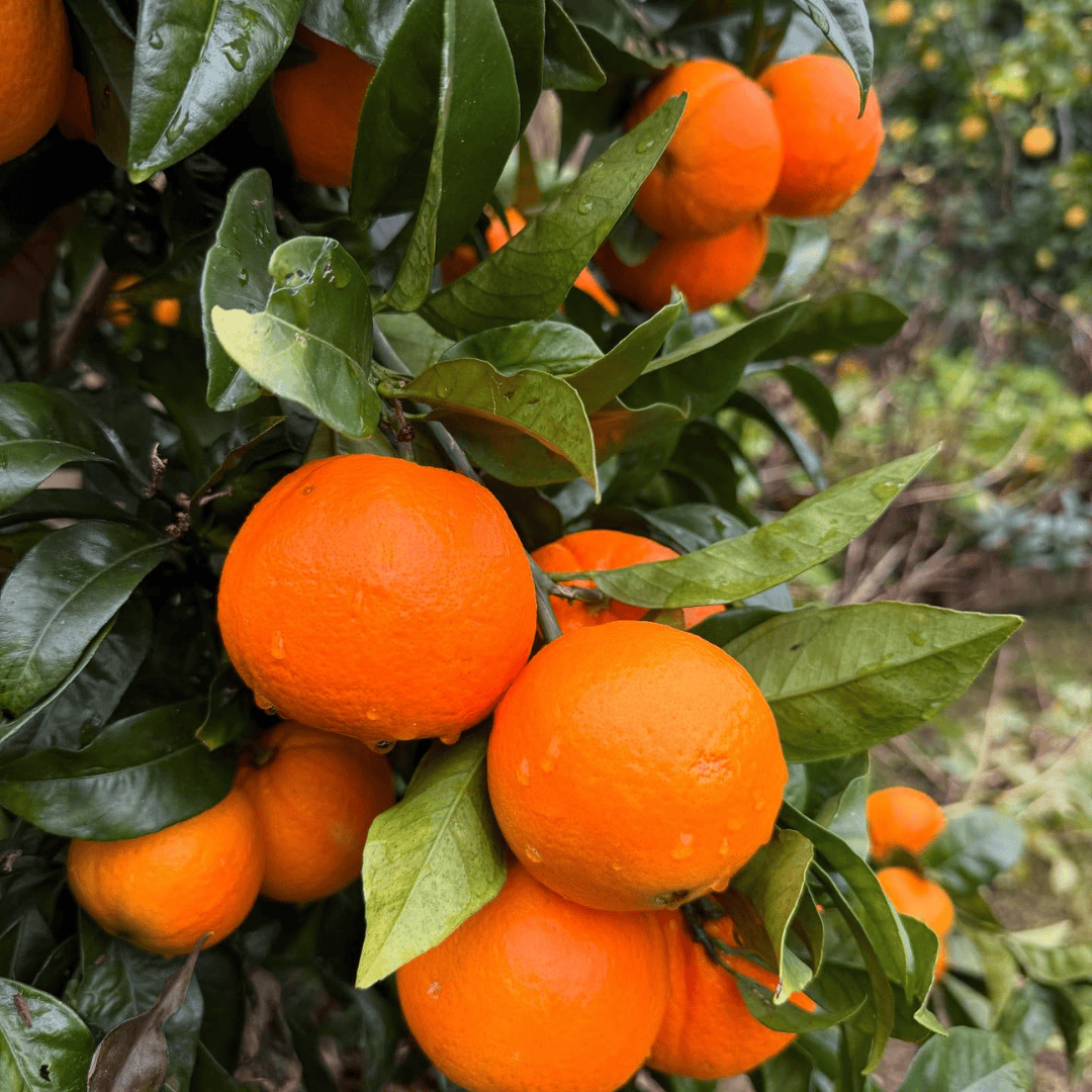 Malta Tree (Sweet Orange)