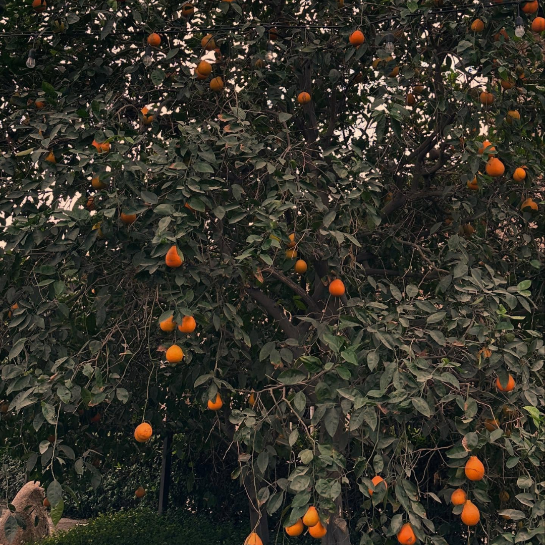 Minneola Tangelo Tree