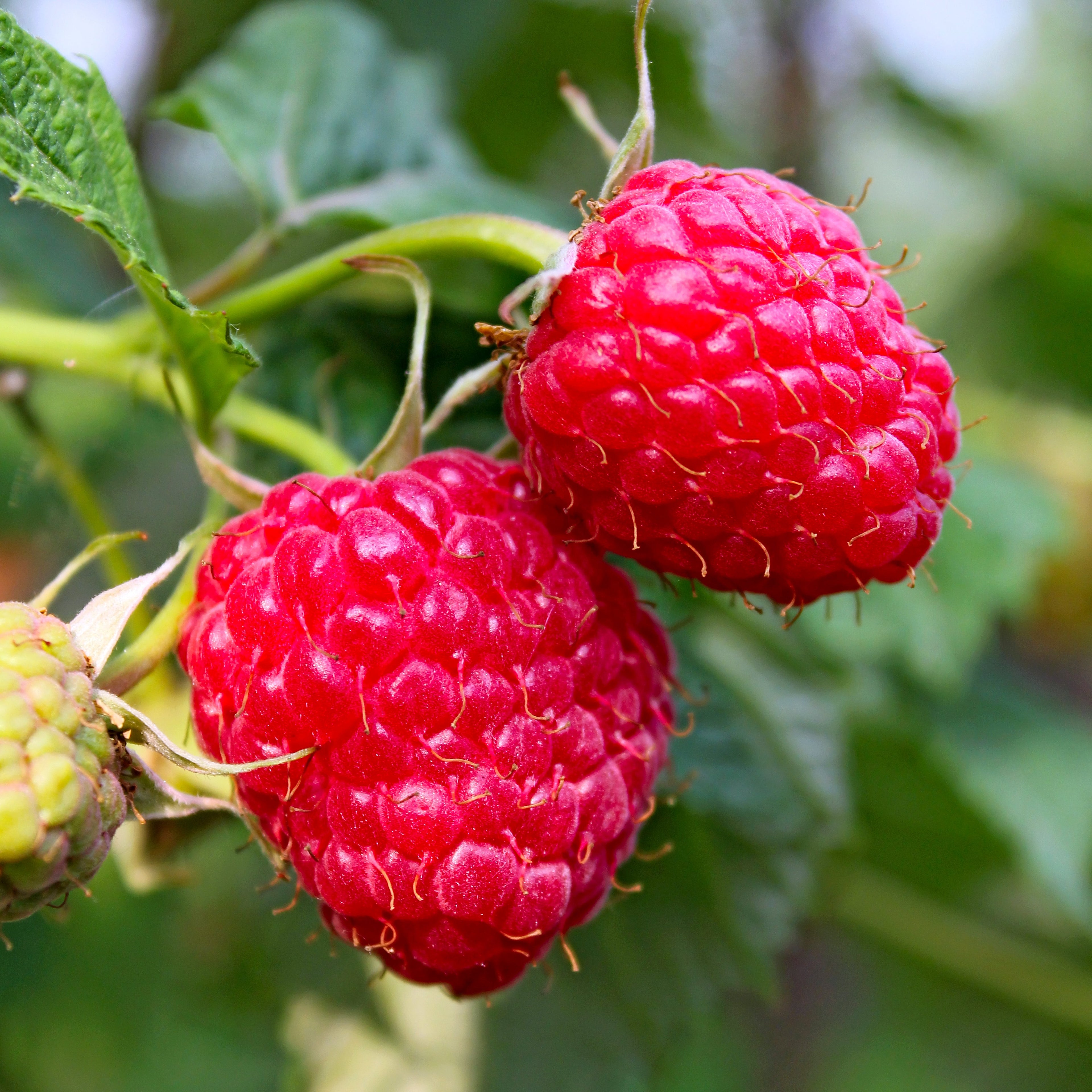 Raspberry Plant (Rubus idaeus – Sweet, Juicy Berries for Home Gardens)