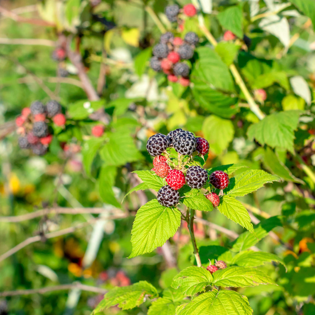Blackberry Thornless Plant (Rubus fruticosus – Easy-Harvest Berries Without the Thorns)