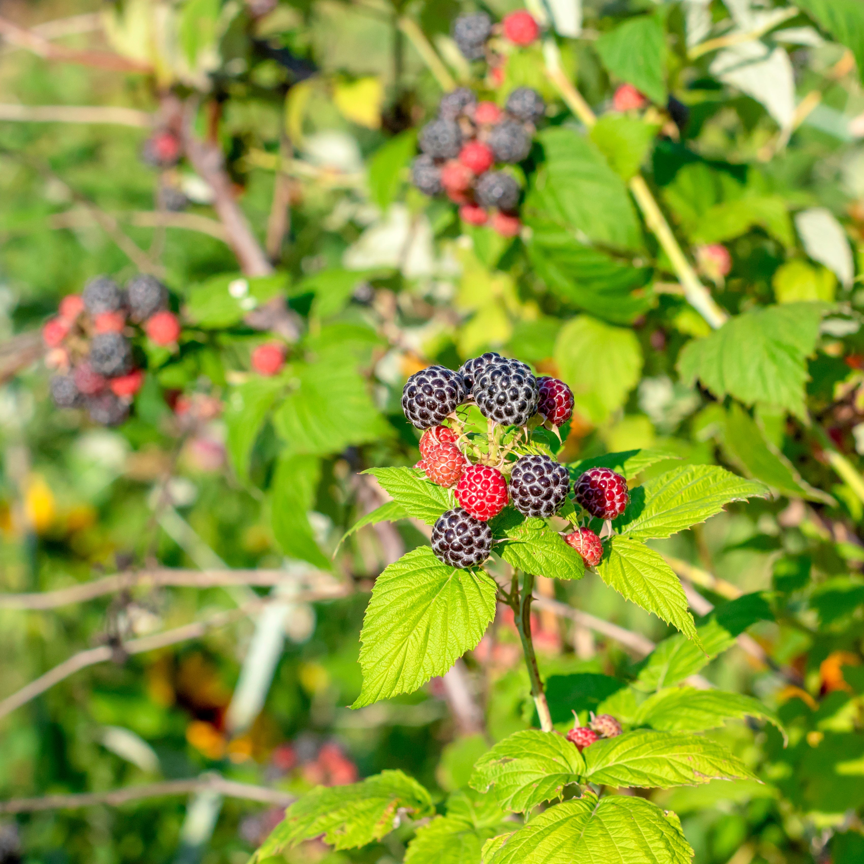 Blackberry Thornless Plant (Rubus fruticosus – Easy-Harvest Berries Without the Thorns)