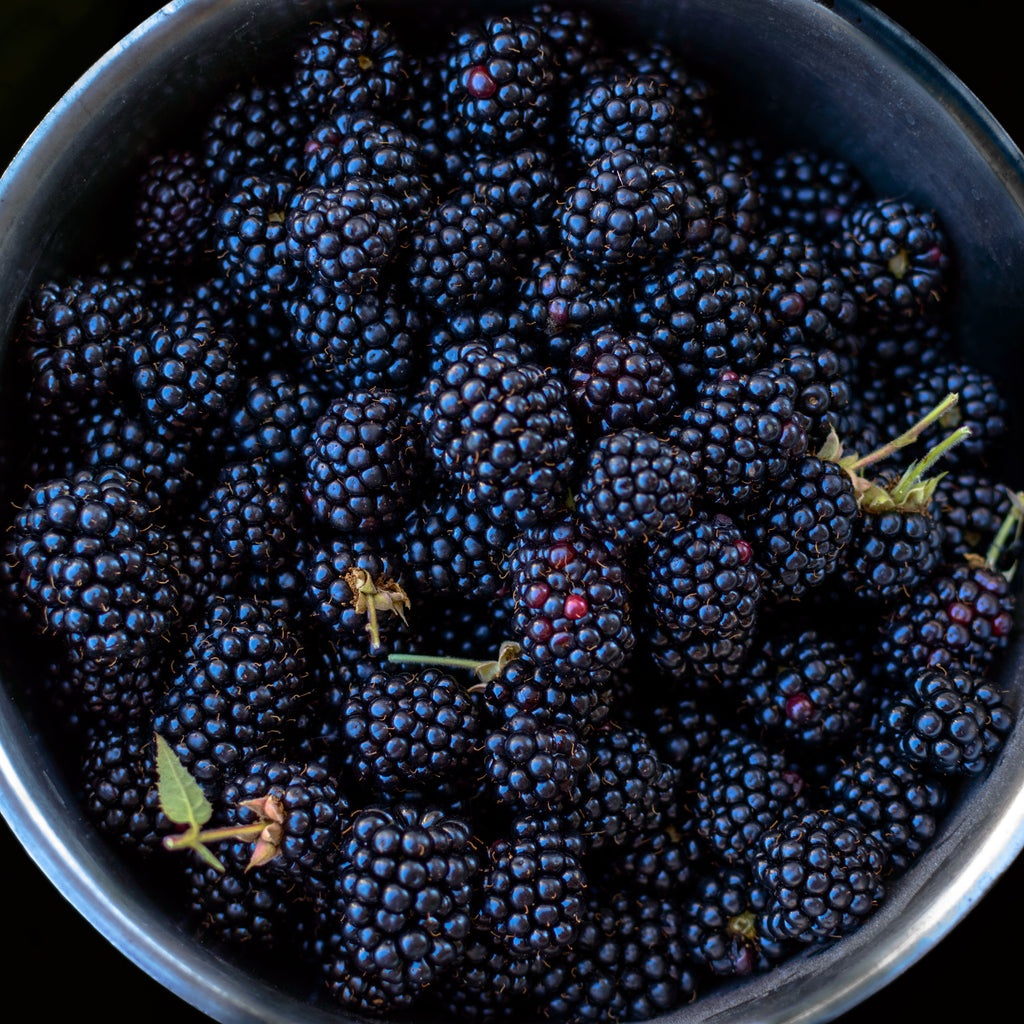 Blackberry Thornless Plant (Rubus fruticosus – Easy-Harvest Berries Without the Thorns)