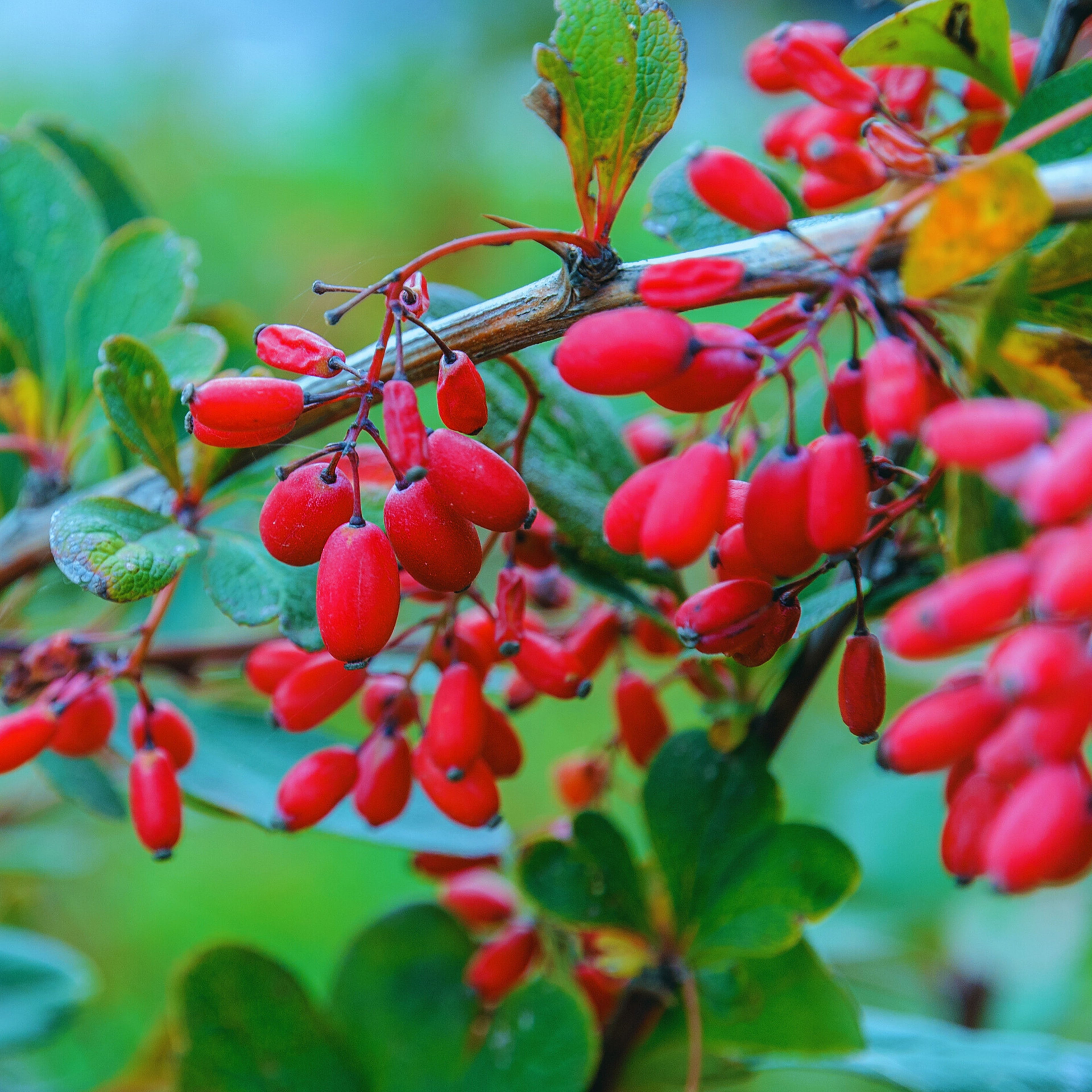 Goji Berry Plant (Lycium barbarum – Superfruit Shrub for Home Wellness Gardens)