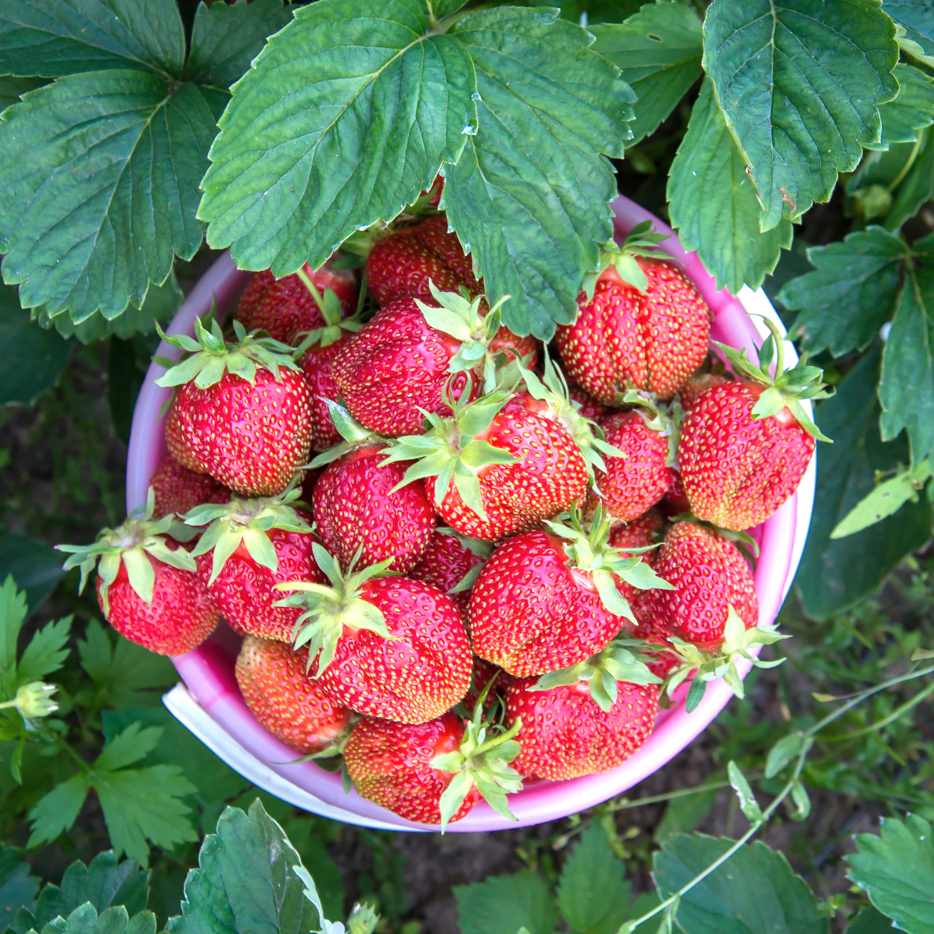 Strawberry Plant (Sweet Red Variety)