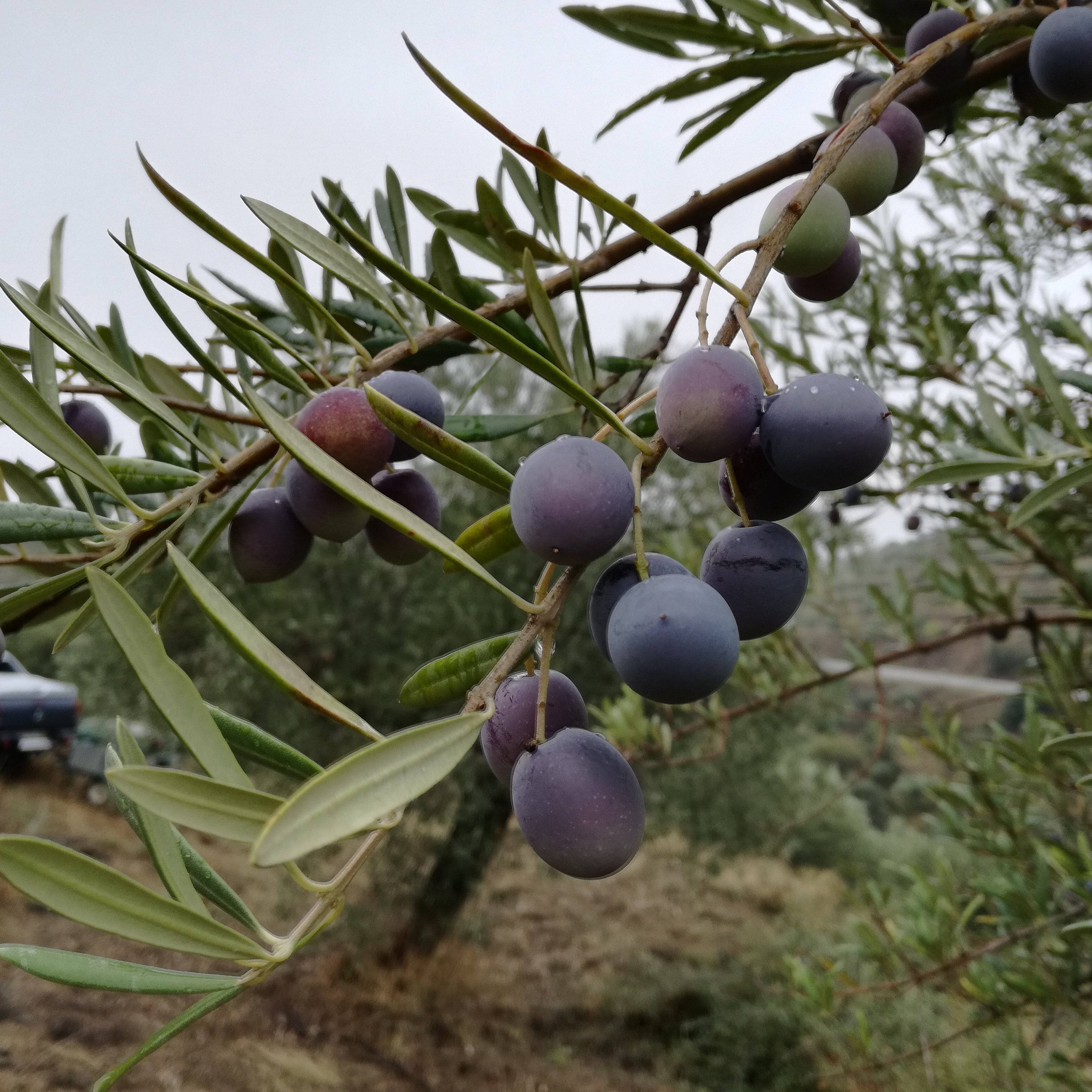Olive Tree (Koroneiki Variety – Greek Origin)