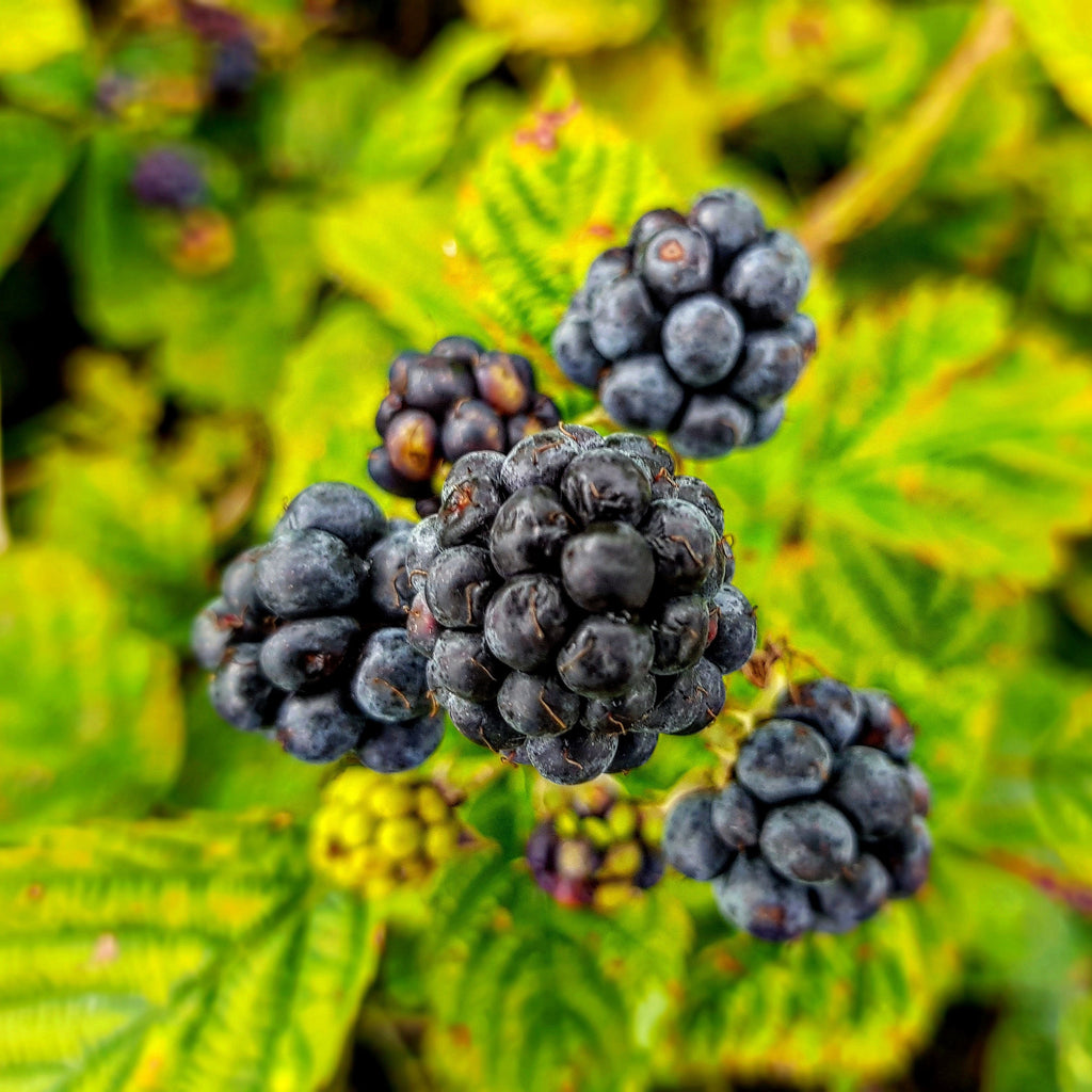 Blackberry Thornless Plant (Rubus fruticosus – Easy-Harvest Berries Without the Thorns)