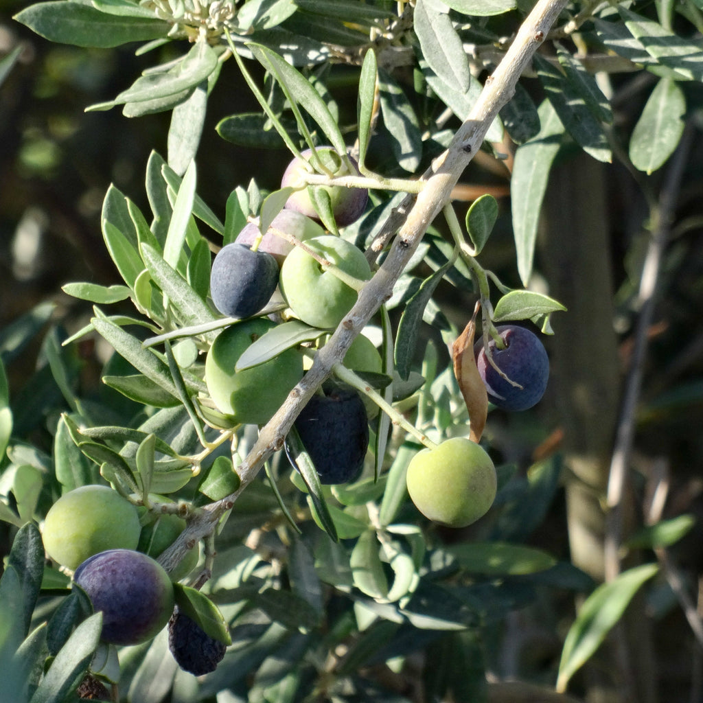 Olive Tree (Gemlik Variety – Turkish Origin)