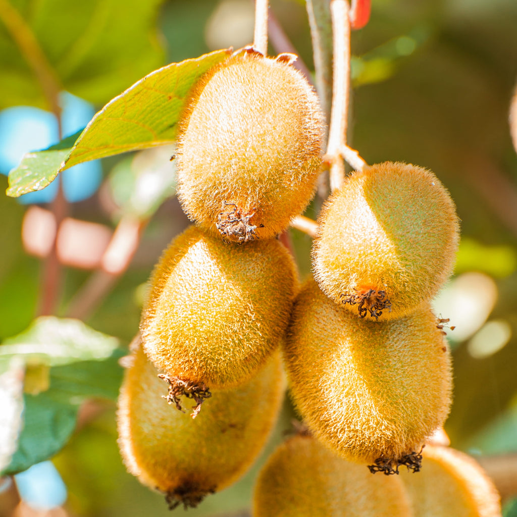 Kiwi Vine