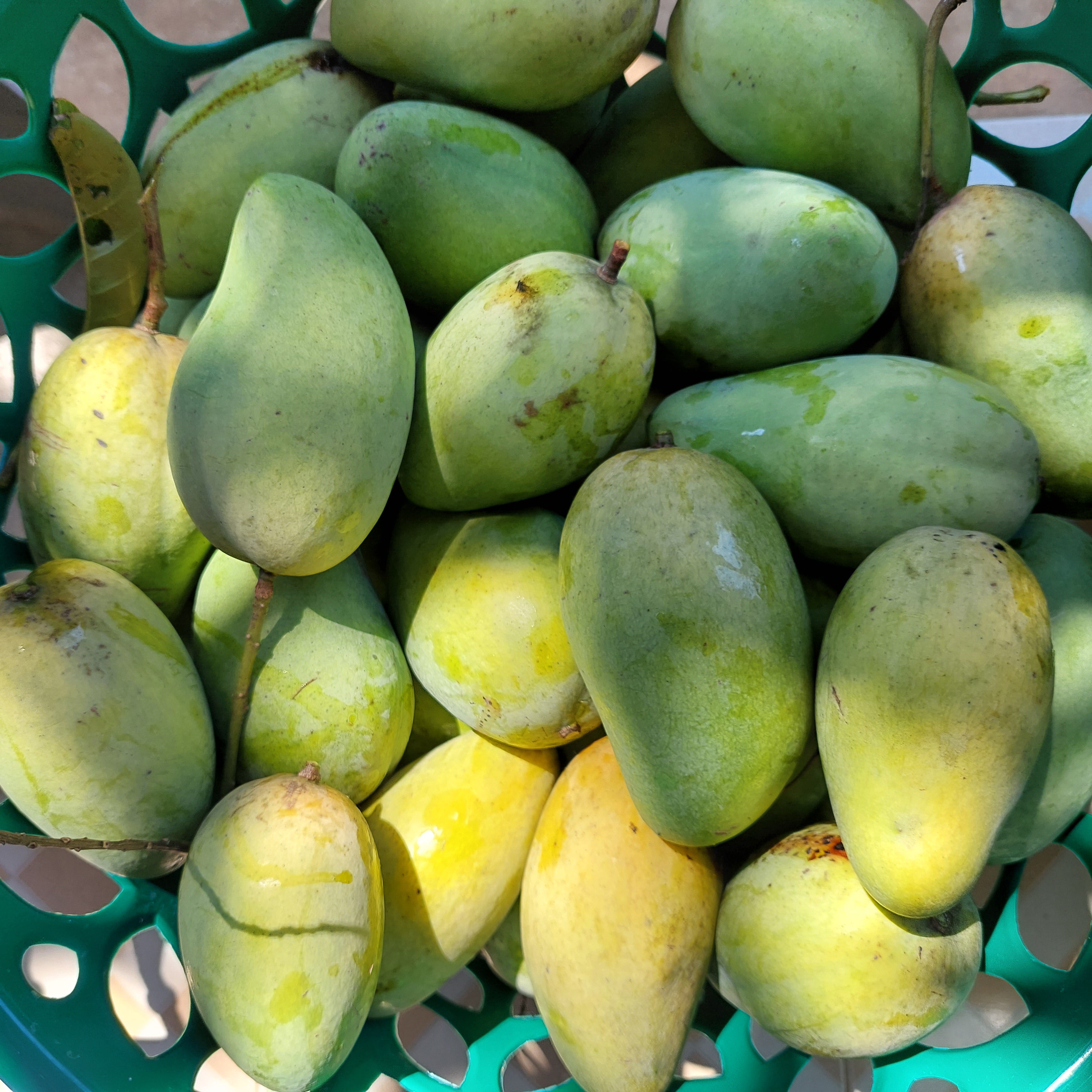Mango Tree (Langra Variety – Sweet Pulp Desi Favorite)