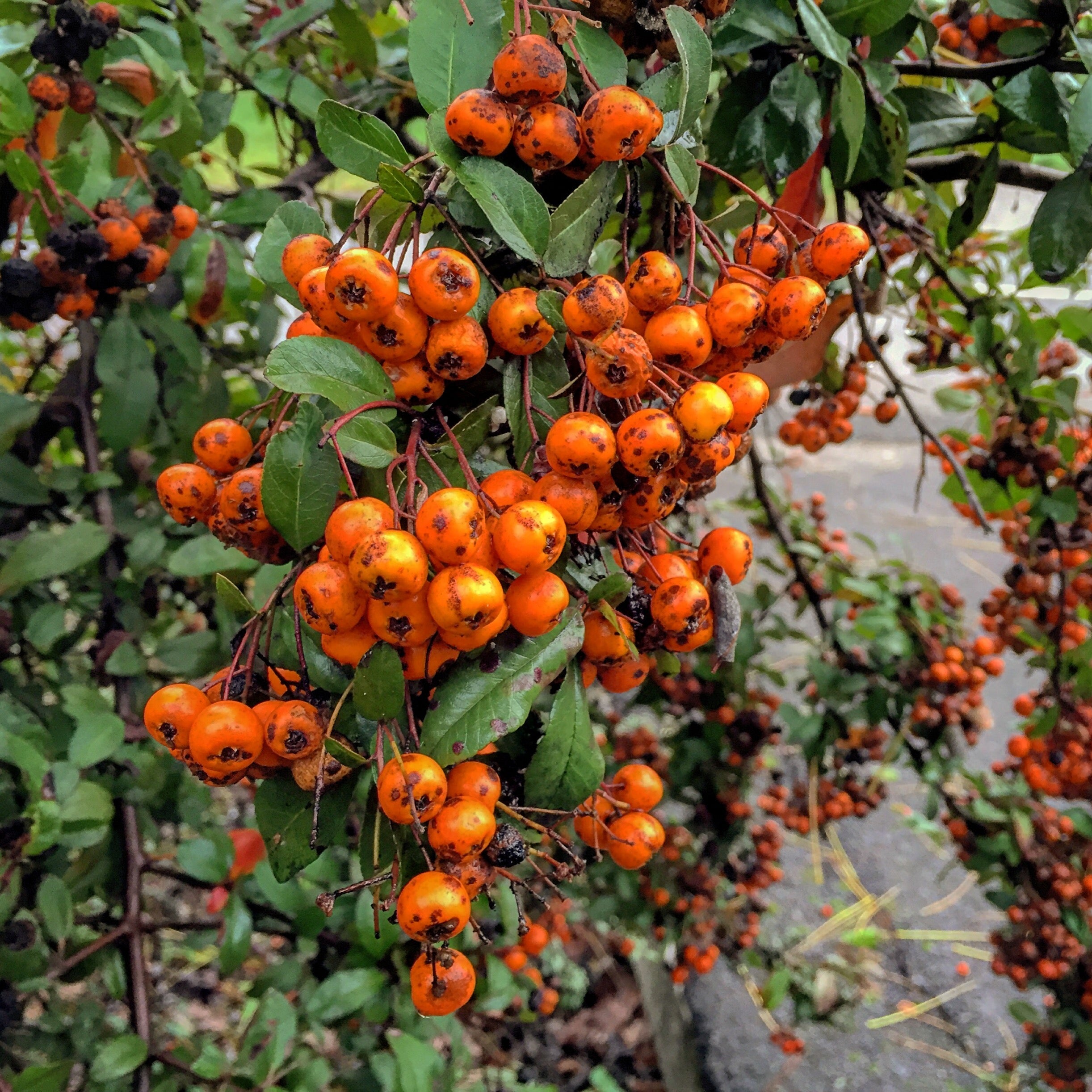 Persimmon Tree
