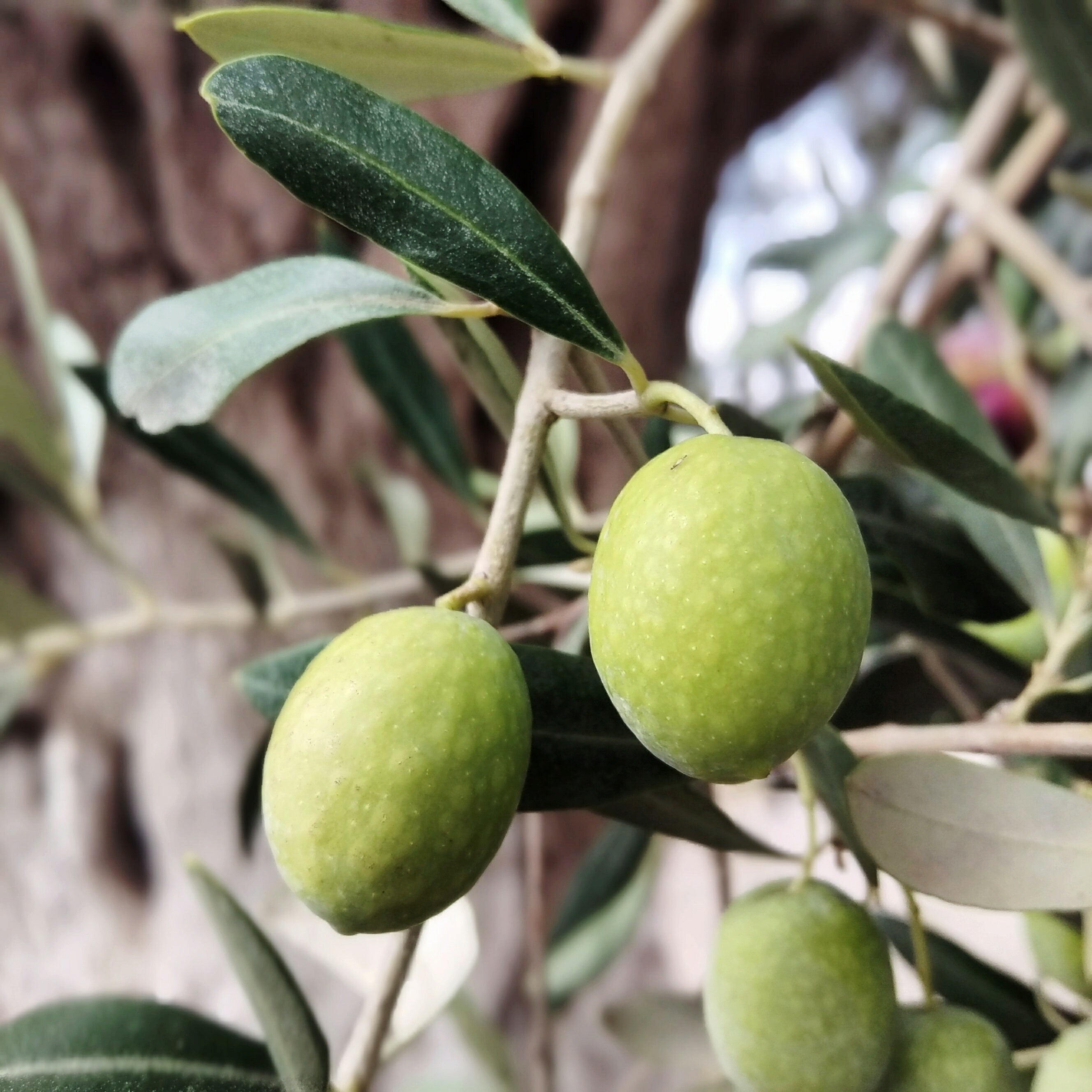 Olive Tree (Arbosana Variety – Spanish Origin)