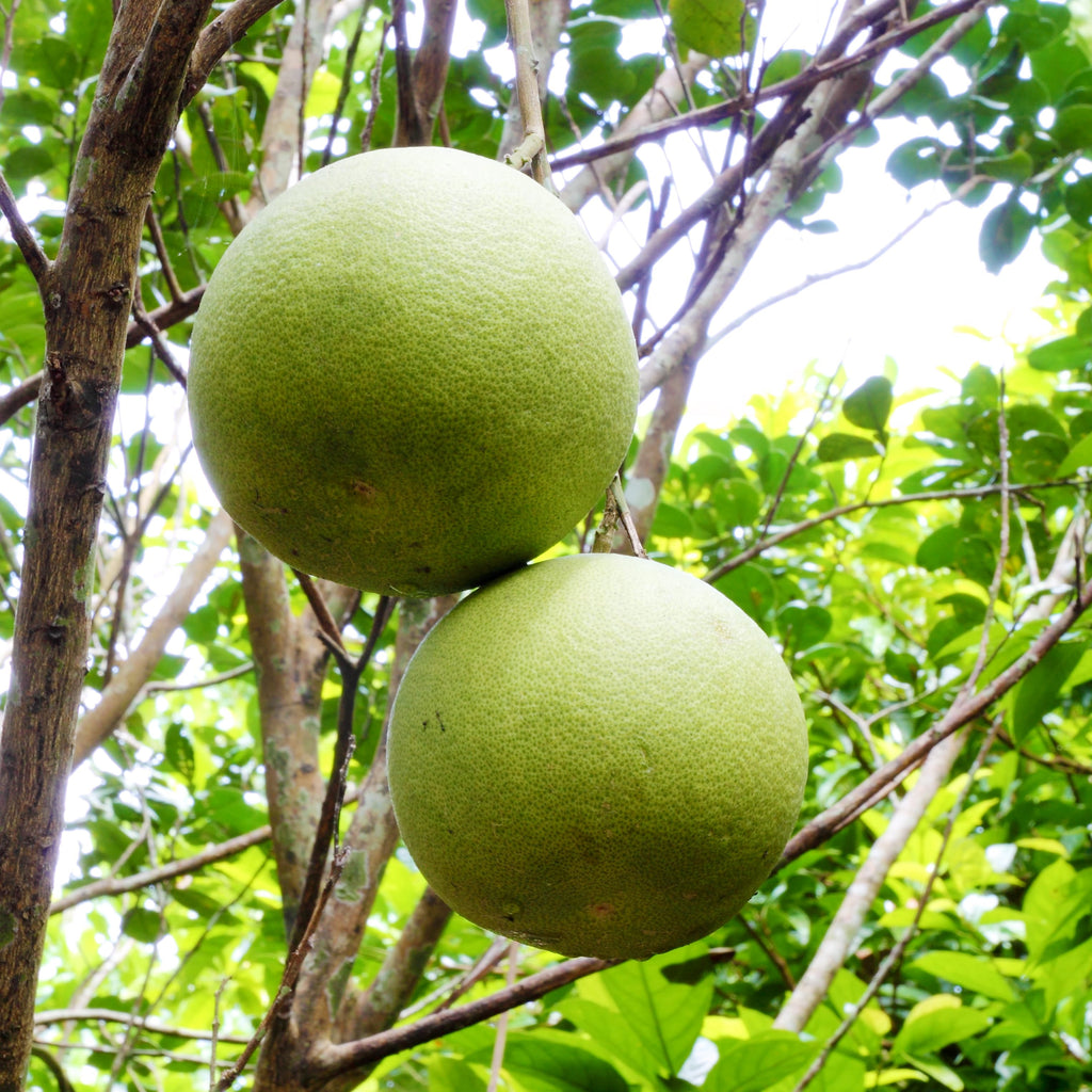 Pomelo Tree (Desi Chakotra)
