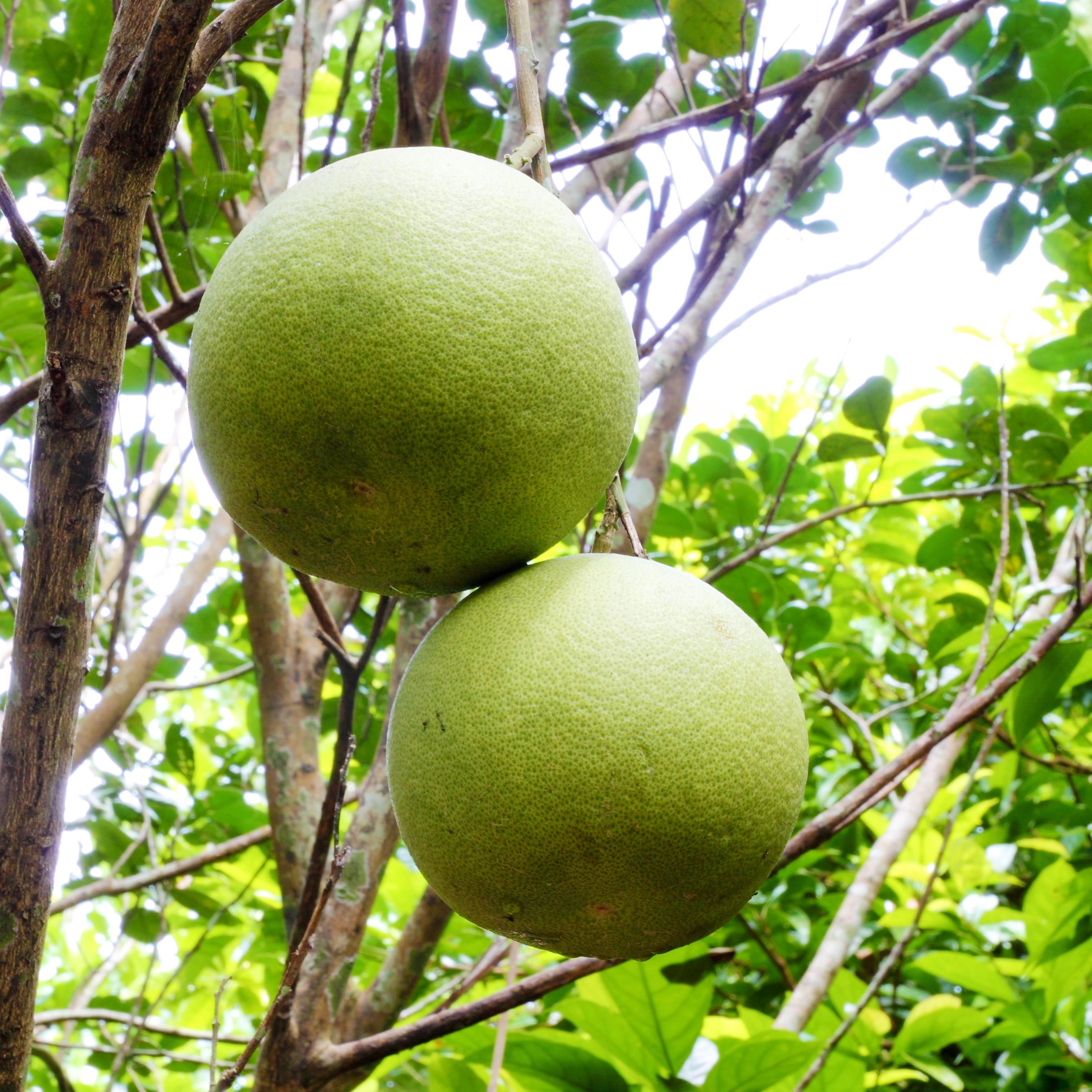Pomelo Tree (Desi Chakotra)