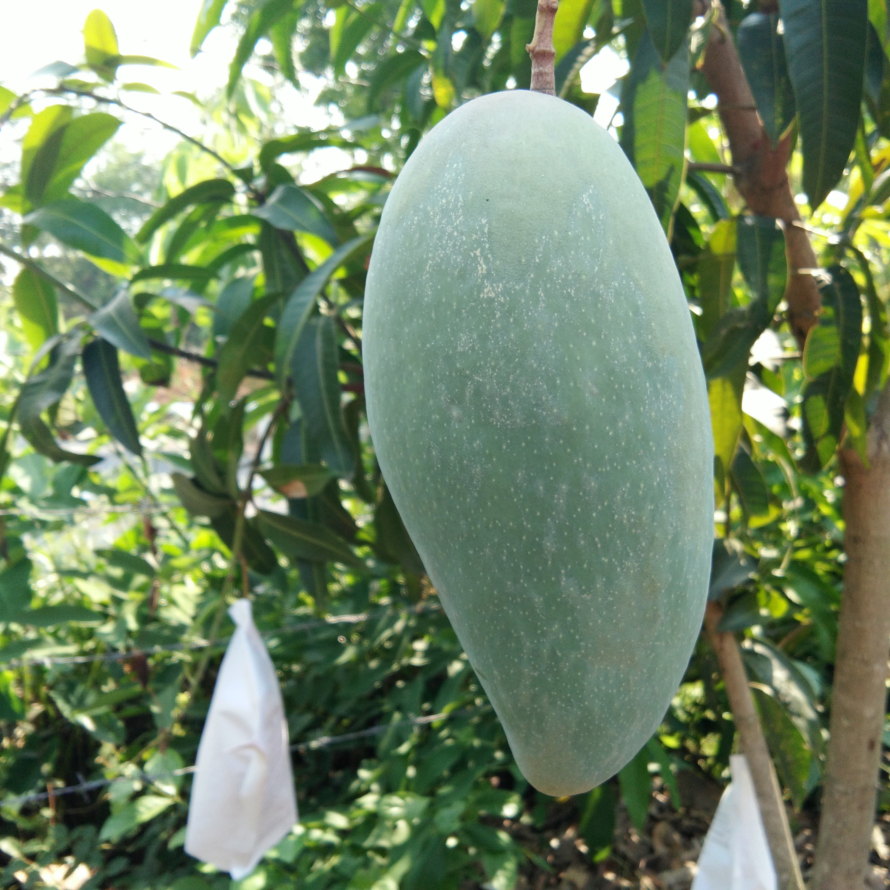 Mango Tree (Sensation Variety – Deep Red, Late-Season Delight)
